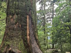 -天目山大树王景区