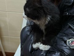 -北京观赏动物医院·24小时大型综合·猫专科·异宠专科