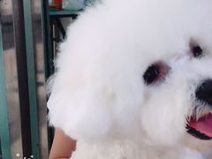 -宠福鑫康馨动物医院·骨科·眼科