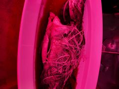 -南昌绿地铂瑞酒店·臻萃轩中餐厅