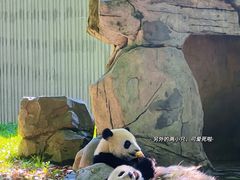 -卧龙中华大熊猫苑神树坪基地