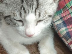 -宠福鑫动物医院(望京分院)