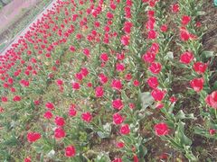 -兰陵国家农业公园