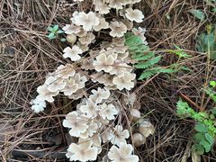 -铁山坪森林公园