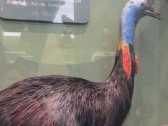 -国家自然博物馆