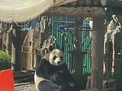 -大连森林动物园