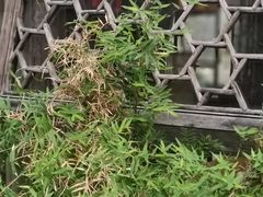 -润和祥小砵头甜酒酿