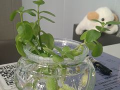 -田凤波推拿.按摩养生(幸福店)