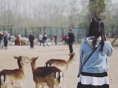 -北京麋鹿生态实验中心