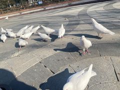 -南宫五洲植物乐园