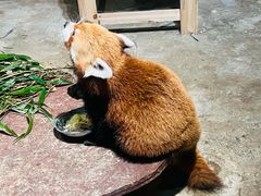 -绿色星球动物主题公园