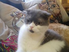 -more than meow吴止猫主题餐厅(承德 中船汇店)