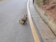 -黔灵山公园