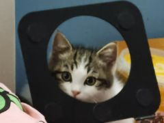 -欣宠猫屋·矮脚拿破仑·蓝金金渐层