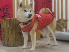 -柴迷FANS CLUB·柴犬狗咖·猫咖