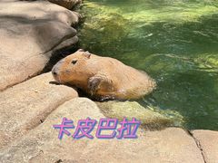 -北京野生动物园