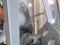 -喵园·猫主题咖啡厅·撸猫·猫咖(国贸店)