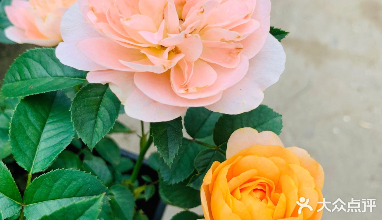 娇艳欲滴の夏日鲜花打卡地🌹