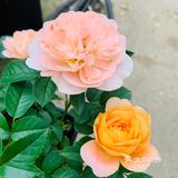 娇艳欲滴の夏日鲜花打卡地🌹