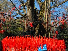-西湖风景区十里琅珰-五云山