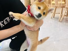 -柴犬小屋·柴餐厅·狗咖食堂(金鼎广场店)