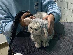 -老吴的猫·猫舍(新区店)