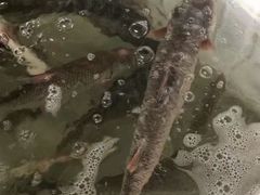 -八仔大富楼·河鲜(西江店)