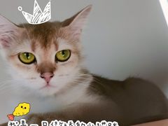 -东方名猫馆·英短金渐层布偶猫舍(环线广场1号楼店)