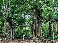 -中国科学院西双版纳热带植物园