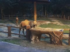 -清迈夜间动物园