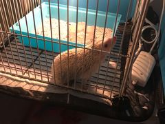 -平行世界·猫咖(首经贸店)