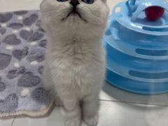 -1013 PET SHOP精品宠物商店(丁香店)
