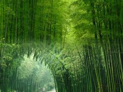-蜀南竹海景区