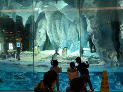 -帝企鹅自助餐厅•儿童岛•真企鹅(长隆企鹅酒店)