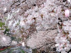 -鸡鸣寺