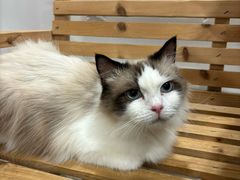 -楼上猫咖(罗湖店)