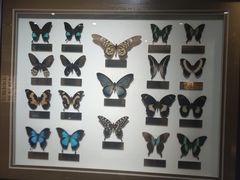 -上海昆虫博物馆