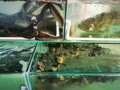 水产区-万家海鲜饭店