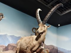 -陕西自然博物馆