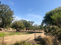 -奥兰多迪士尼动物王国乐园