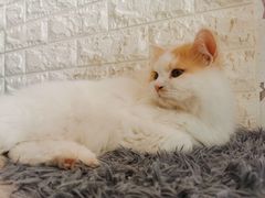 -平行世界·猫咖(首经贸店)