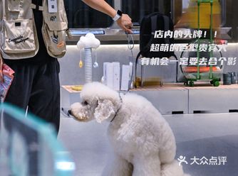 长沙独栋宠物集合店！服务比你想象的多！