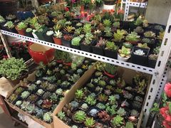 -万商花鸟市场