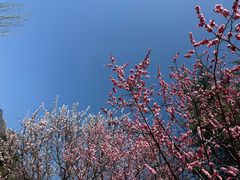 -北京鹫峰国家森林公园