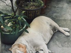 -南沙辉记烧鸡·荔枝木炭火吊烧(旧镇店)
