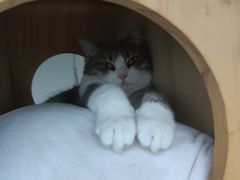 -Catmate·猫肥家润(金润铂宫店)