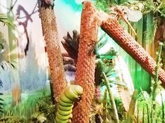 -正佳自然科学博物馆