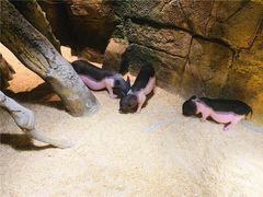 -zoonana室内动物园(东方福来德店)