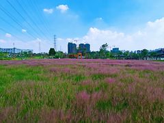 -王借岗森林公园