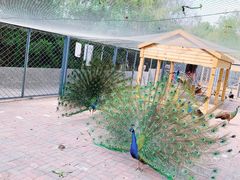 -长白岛森林公园